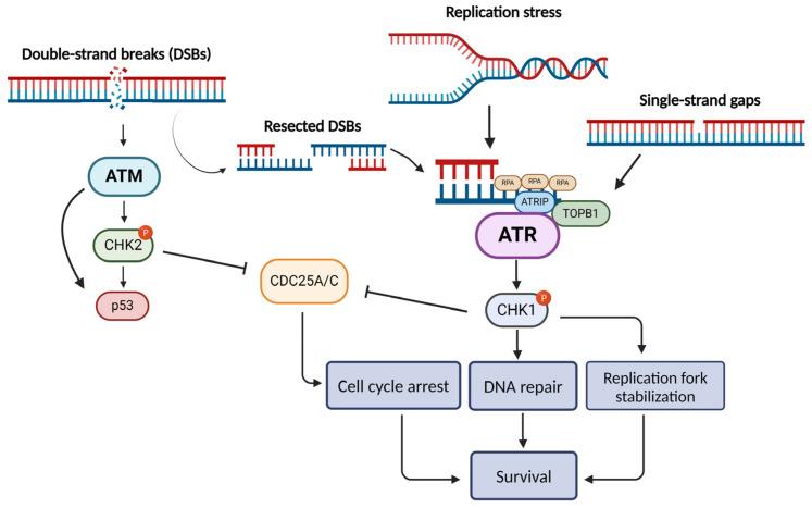 https://cdn.ncbi.nlm.nih.gov/pmc/blobs/10ec/10932434/d8bef454cac8/ijms-25-02767-g001.jpg