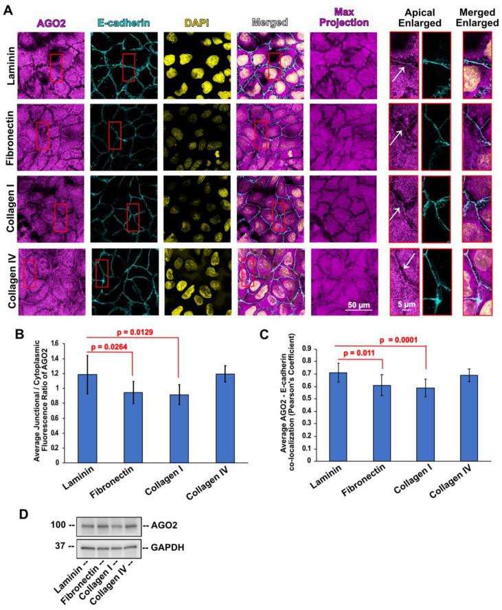 https://cdn.ncbi.nlm.nih.gov/pmc/blobs/10f2/9737857/89d63c4f6f6d/cells-11-03740-g003.jpg
