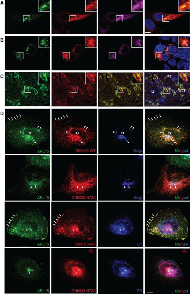 https://cdn.ncbi.nlm.nih.gov/pmc/blobs/10fa/11072165/8db3660fcacb/18_2021_3832_Fig4_HTML.jpg