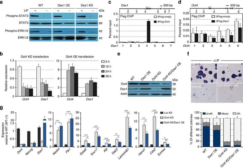 https://cdn.ncbi.nlm.nih.gov/pmc/blobs/10fb/4205889/5aa05b862953/ncomms6042-f9.jpg