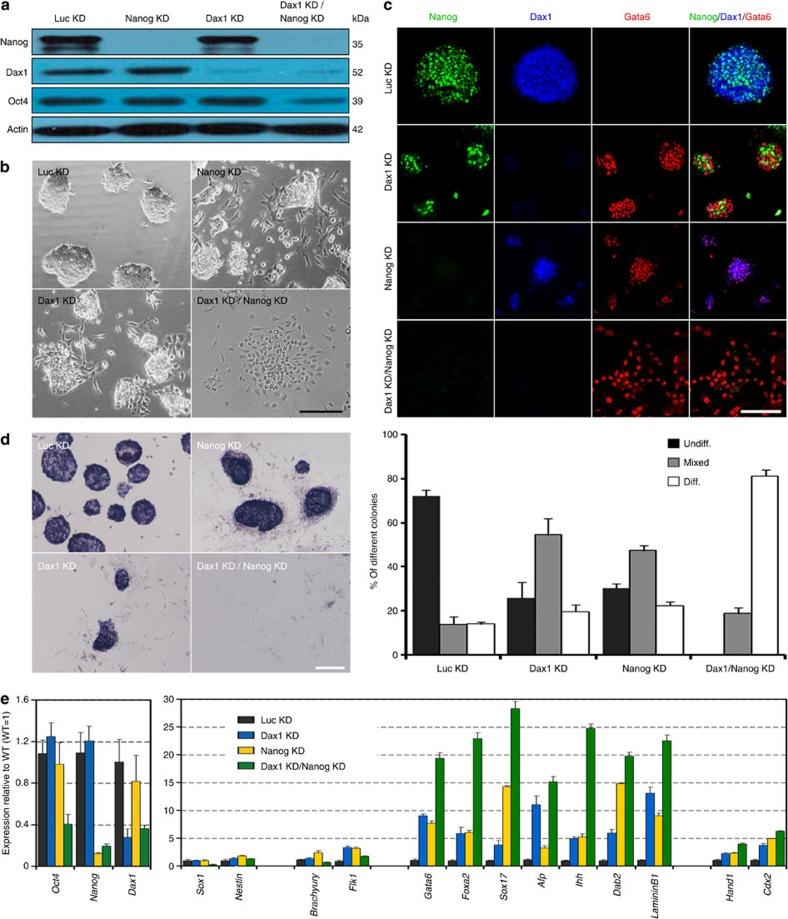 https://cdn.ncbi.nlm.nih.gov/pmc/blobs/10fb/4205889/a00cba835c86/ncomms6042-f5.jpg