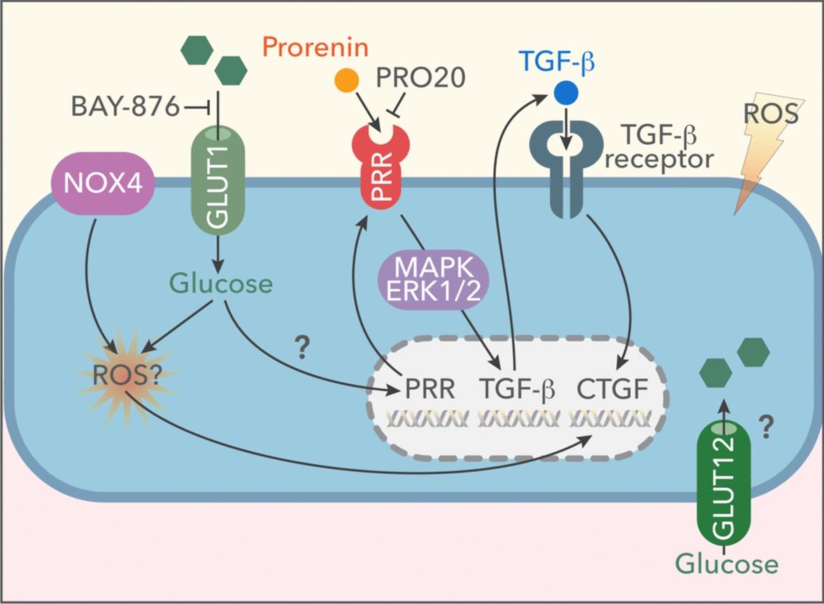 https://cdn.ncbi.nlm.nih.gov/pmc/blobs/10fc/11542404/c5412b5e8f42/40659_2024_560_Fig7_HTML.jpg