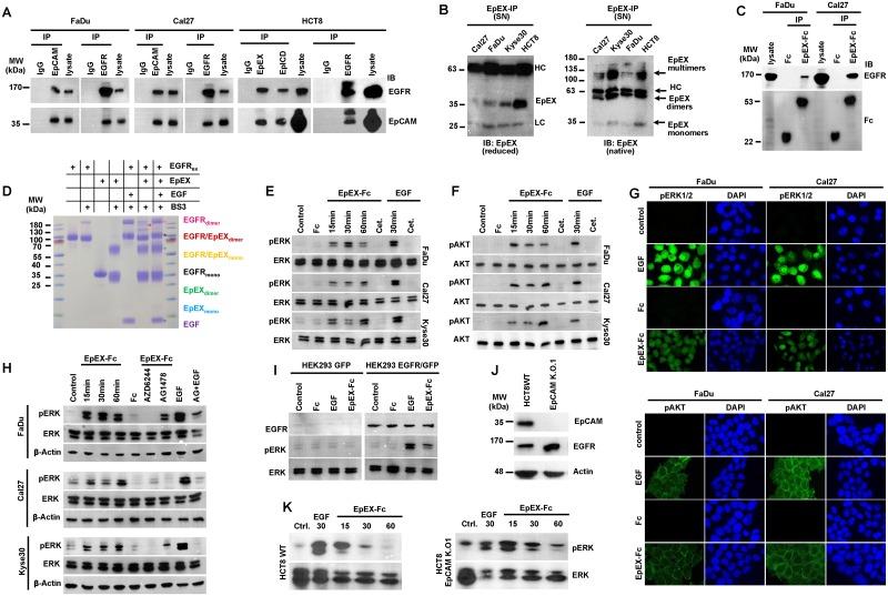 https://cdn.ncbi.nlm.nih.gov/pmc/blobs/10fd/6177200/9adb3000b18b/pbio.2006624.g003.jpg