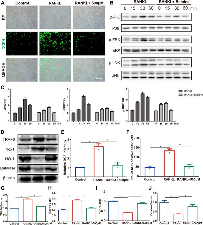 https://cdn.ncbi.nlm.nih.gov/pmc/blobs/1102/8511433/e93c22b1c01b/fphar-12-723988-g007.jpg