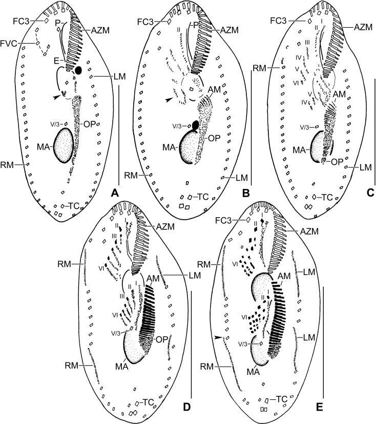 https://cdn.ncbi.nlm.nih.gov/pmc/blobs/1103/6245743/ea34f4452019/pone.0207688.g005.jpg