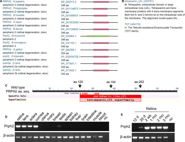 https://cdn.ncbi.nlm.nih.gov/pmc/blobs/1103/6484291/3e1be30a9de1/JCMM-23-3776-g002.jpg