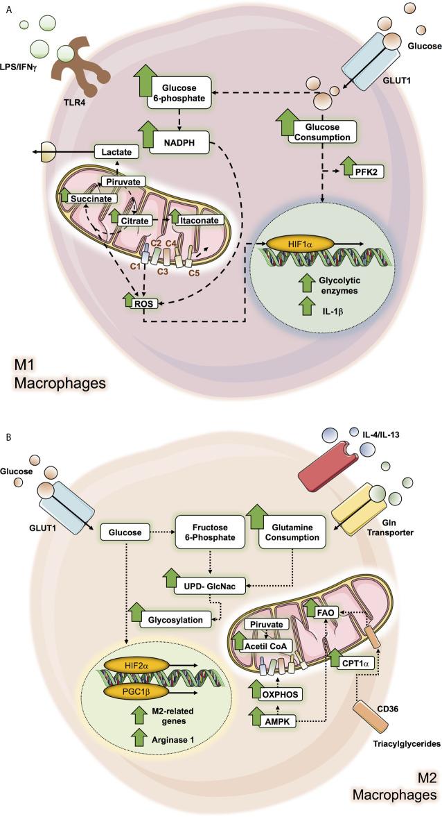 https://cdn.ncbi.nlm.nih.gov/pmc/blobs/1105/8213396/b0d27f308f3f/fimmu-12-624746-g001.jpg