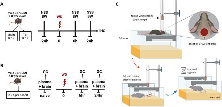 https://cdn.ncbi.nlm.nih.gov/pmc/blobs/1108/11839540/016cbd271ec1/neur.2024.0151_figure2.jpg