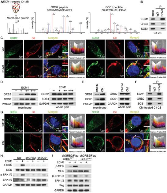 https://cdn.ncbi.nlm.nih.gov/pmc/blobs/1109/11727142/06d5db28faf0/ADVS-12-2407662-g003.jpg