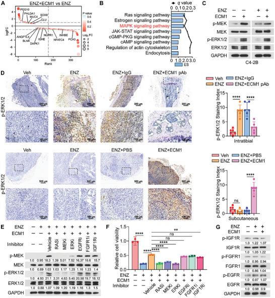 https://cdn.ncbi.nlm.nih.gov/pmc/blobs/1109/11727142/28a2bc66cb35/ADVS-12-2407662-g006.jpg