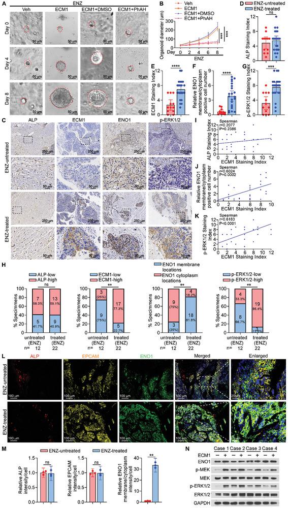 https://cdn.ncbi.nlm.nih.gov/pmc/blobs/1109/11727142/54e9b1630a72/ADVS-12-2407662-g009.jpg