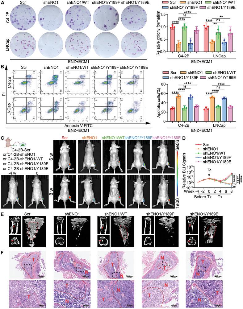 https://cdn.ncbi.nlm.nih.gov/pmc/blobs/1109/11727142/85869c1d8a33/ADVS-12-2407662-g004.jpg