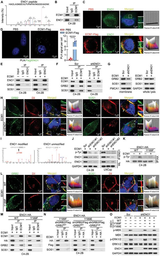 https://cdn.ncbi.nlm.nih.gov/pmc/blobs/1109/11727142/ceb6d4cdcf6b/ADVS-12-2407662-g002.jpg