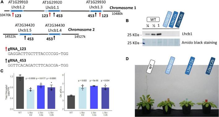 https://cdn.ncbi.nlm.nih.gov/pmc/blobs/110a/8940271/4cb16055e1eb/fpls-13-833032-g001.jpg