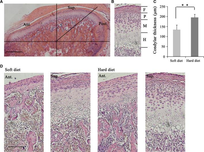 https://cdn.ncbi.nlm.nih.gov/pmc/blobs/110b/5221432/34da11cb2448/FEB4-7-44-g002.jpg