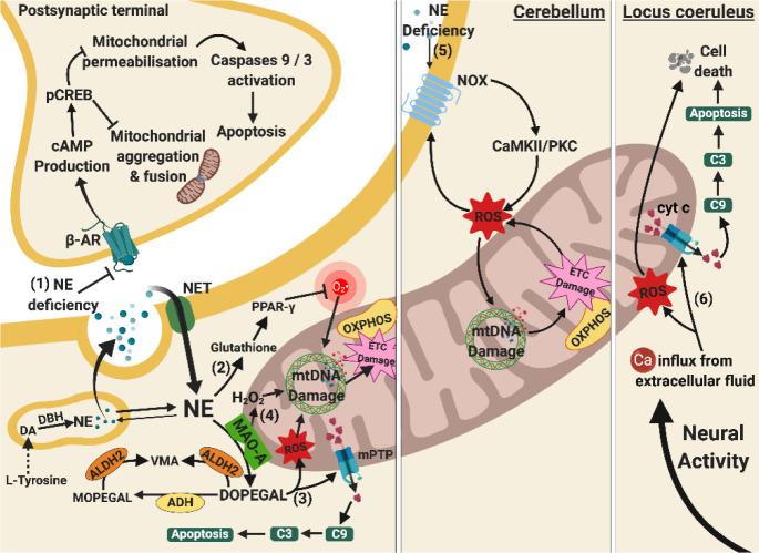 https://cdn.ncbi.nlm.nih.gov/pmc/blobs/110b/7505271/771f9b3954c0/ad-11-5-1291-g4.jpg