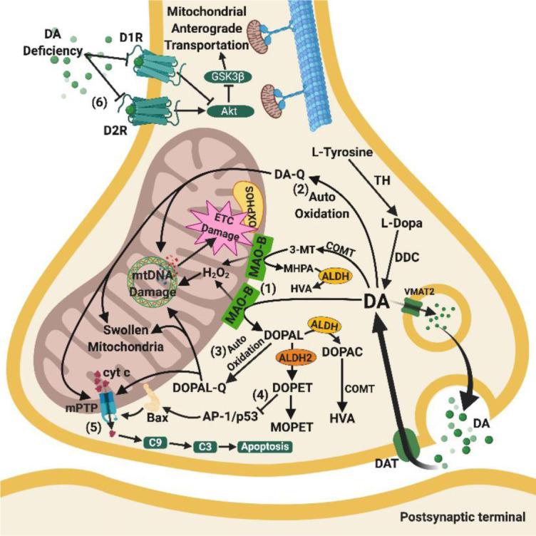 https://cdn.ncbi.nlm.nih.gov/pmc/blobs/110b/7505271/c52116f7d4b2/ad-11-5-1291-g3.jpg
