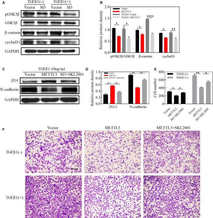 https://cdn.ncbi.nlm.nih.gov/pmc/blobs/110e/8093987/02547cde76f4/JCMM-25-4220-g003.jpg