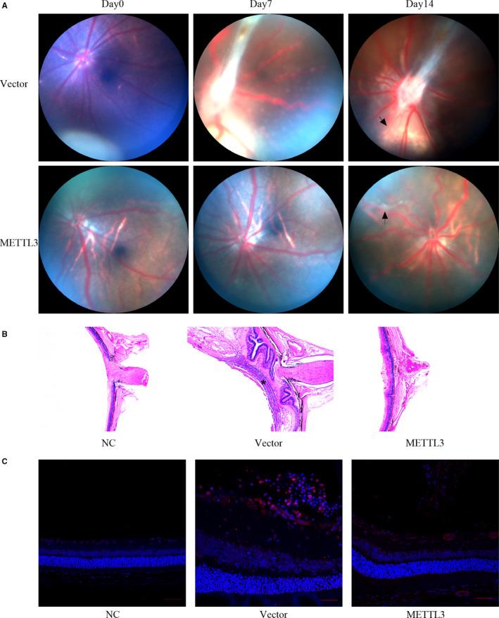 https://cdn.ncbi.nlm.nih.gov/pmc/blobs/110e/8093987/667f5ea468c4/JCMM-25-4220-g002.jpg