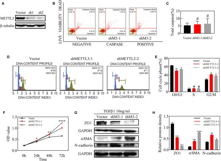 https://cdn.ncbi.nlm.nih.gov/pmc/blobs/110e/8093987/724ca537566a/JCMM-25-4220-g001.jpg