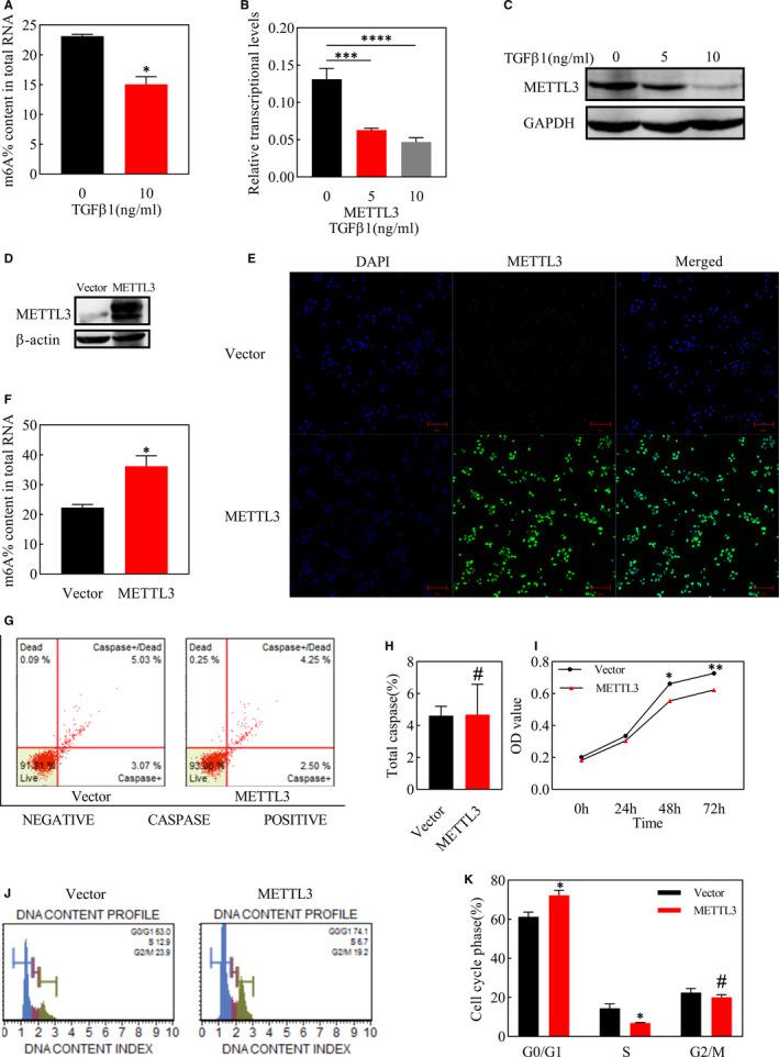 https://cdn.ncbi.nlm.nih.gov/pmc/blobs/110e/8093987/aab882286b6a/JCMM-25-4220-g006.jpg
