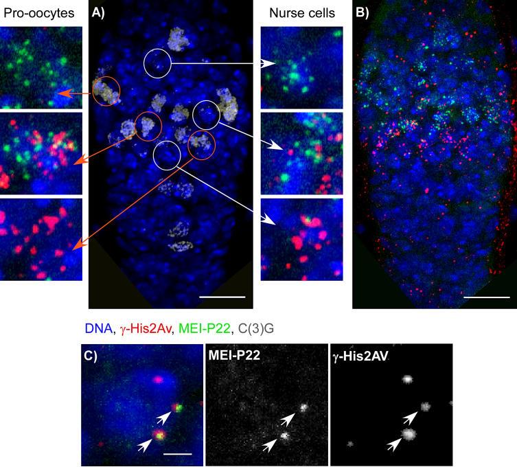 https://cdn.ncbi.nlm.nih.gov/pmc/blobs/111a/1657055/b54eafa92820/pgen.0020200.g002.jpg