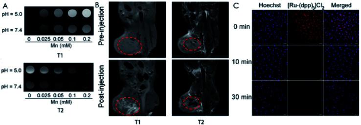 https://cdn.ncbi.nlm.nih.gov/pmc/blobs/111b/9178442/e6c3f8b0ca3b/d2ra01102f-f5.jpg
