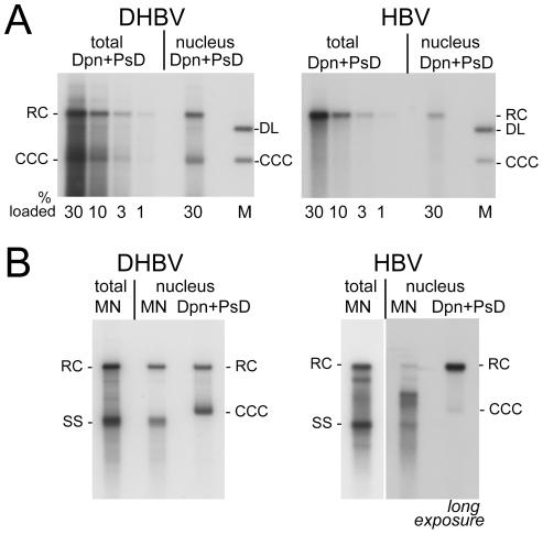 https://cdn.ncbi.nlm.nih.gov/pmc/blobs/111e/2932716/0b06c9c30796/ppat.1001082.g004.jpg
