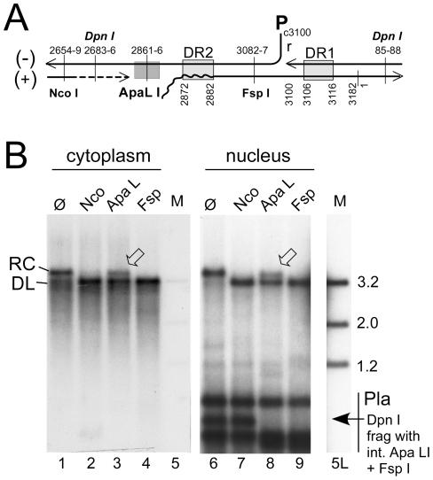 https://cdn.ncbi.nlm.nih.gov/pmc/blobs/111e/2932716/1afe3523b1c0/ppat.1001082.g003.jpg