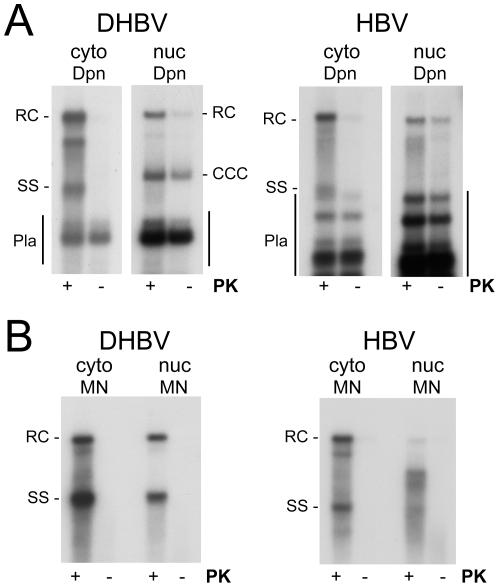 https://cdn.ncbi.nlm.nih.gov/pmc/blobs/111e/2932716/a355fc4daaa5/ppat.1001082.g007.jpg