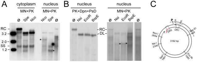 https://cdn.ncbi.nlm.nih.gov/pmc/blobs/111e/2932716/e30be6fbf5ee/ppat.1001082.g006.jpg