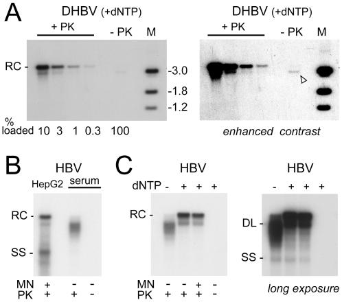 https://cdn.ncbi.nlm.nih.gov/pmc/blobs/111e/2932716/fd248a6d0294/ppat.1001082.g009.jpg