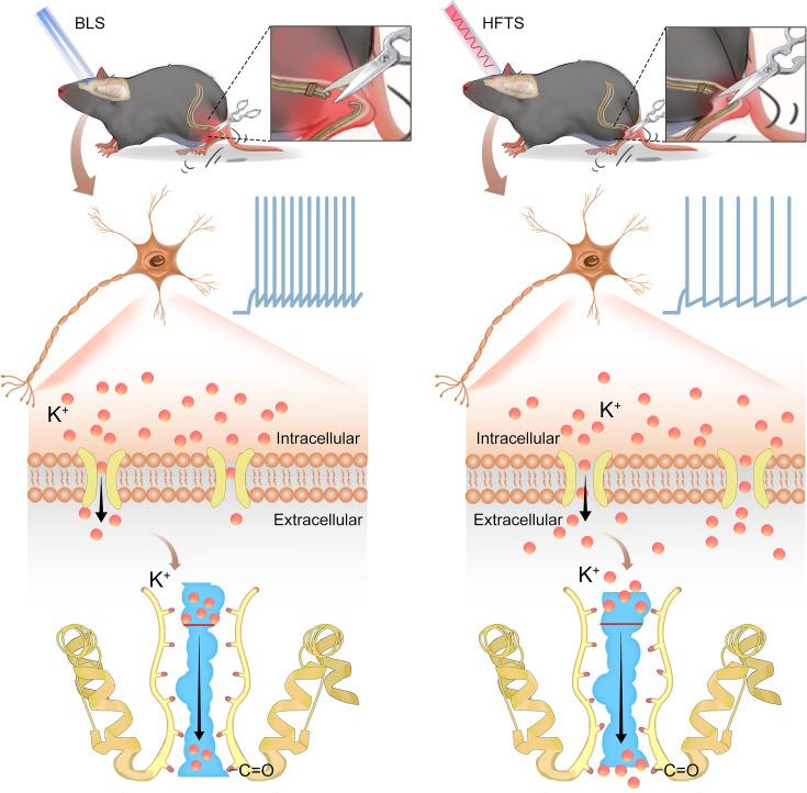 https://cdn.ncbi.nlm.nih.gov/pmc/blobs/111f/11434610/e2ac582dcbf8/elife-97444-fig6.jpg