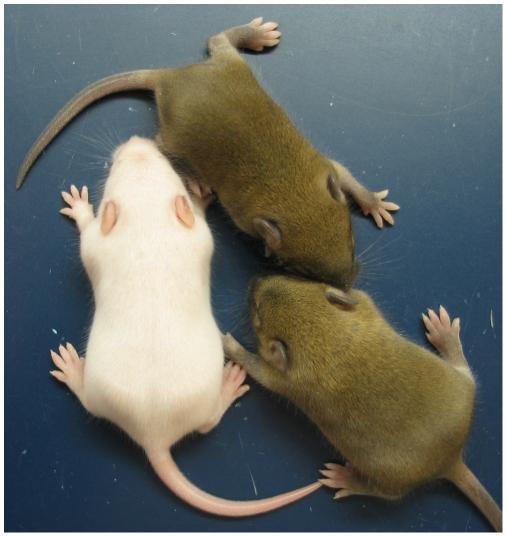https://cdn.ncbi.nlm.nih.gov/pmc/blobs/1121/2794364/5348c46616d8/pgen.1000803.g004.jpg