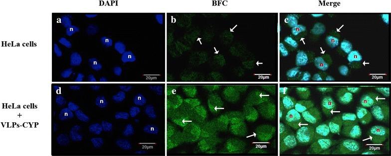 https://cdn.ncbi.nlm.nih.gov/pmc/blobs/1126/4599659/d3b983b3a6f0/12951_2015_127_Fig3_HTML.jpg