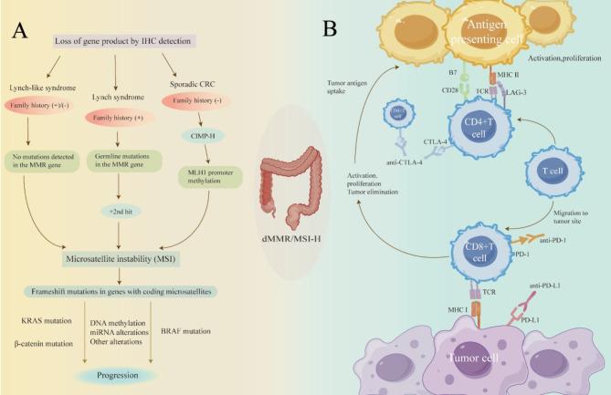 https://cdn.ncbi.nlm.nih.gov/pmc/blobs/112c/11346251/feeb0e9a9a1d/40364_2024_640_Fig1_HTML.jpg