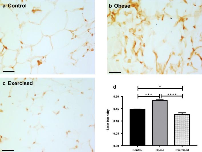 https://cdn.ncbi.nlm.nih.gov/pmc/blobs/1130/8578065/145d1ec4b90b/10557_2020_7136_Fig2_HTML.jpg