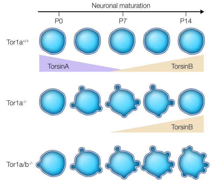 https://cdn.ncbi.nlm.nih.gov/pmc/blobs/1131/7934928/6576b4ae5eaf/jciinsight-6-142483-g167.jpg