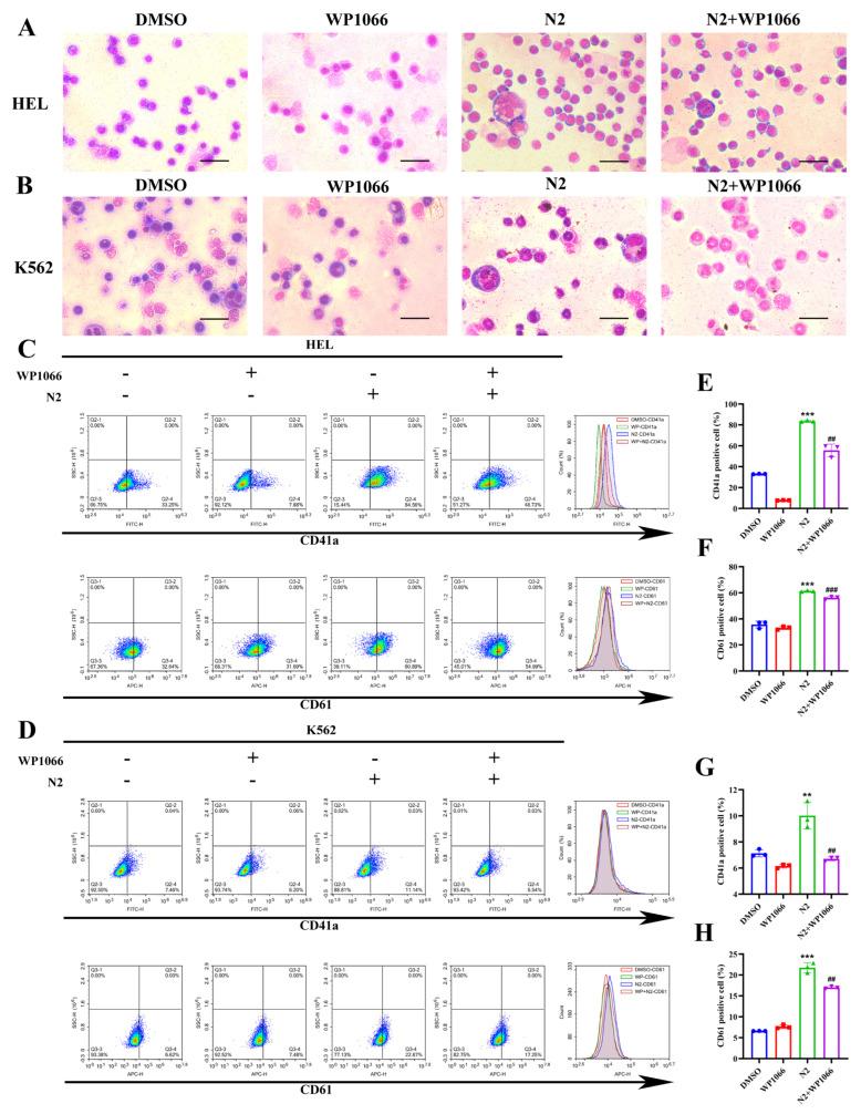 https://cdn.ncbi.nlm.nih.gov/pmc/blobs/1132/11720125/50bdfe058a52/cells-14-00010-g009.jpg