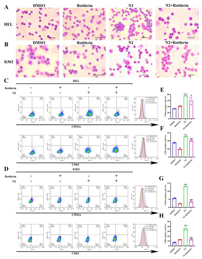 https://cdn.ncbi.nlm.nih.gov/pmc/blobs/1132/11720125/e0a56452a920/cells-14-00010-g010.jpg