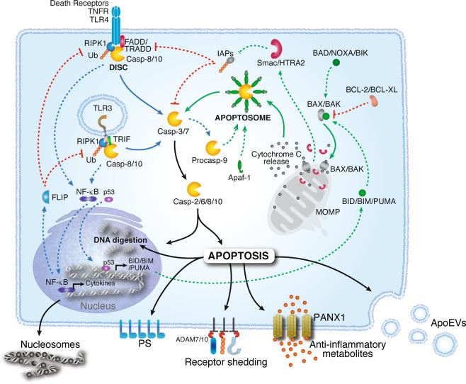 https://cdn.ncbi.nlm.nih.gov/pmc/blobs/1132/8093267/12288374e40b/41423_2020_630_Fig3_HTML.jpg