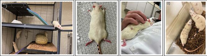 https://cdn.ncbi.nlm.nih.gov/pmc/blobs/1133/11190996/5132b8e7e34c/mt4c00336_0004.jpg