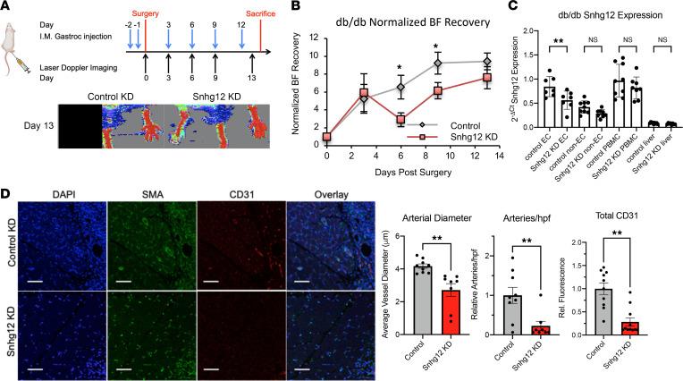 https://cdn.ncbi.nlm.nih.gov/pmc/blobs/1135/8765056/b7ab66243981/jciinsight-7-150761-g116.jpg