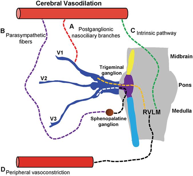 https://cdn.ncbi.nlm.nih.gov/pmc/blobs/113b/5533766/5319721c9164/41598_2017_7219_Fig1_HTML.jpg