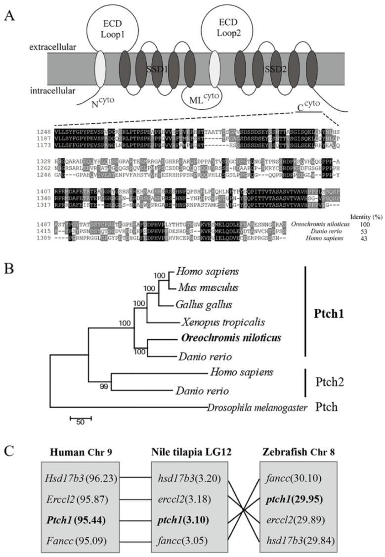https://cdn.ncbi.nlm.nih.gov/pmc/blobs/113c/10970307/67db04e015e2/ijms-25-03321-g001.jpg