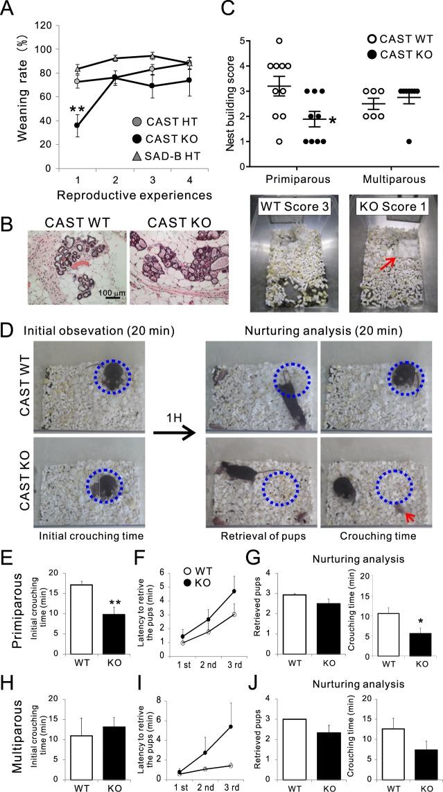 https://cdn.ncbi.nlm.nih.gov/pmc/blobs/113c/7090055/6ab5bf43a386/41598_2020_62072_Fig1_HTML.jpg