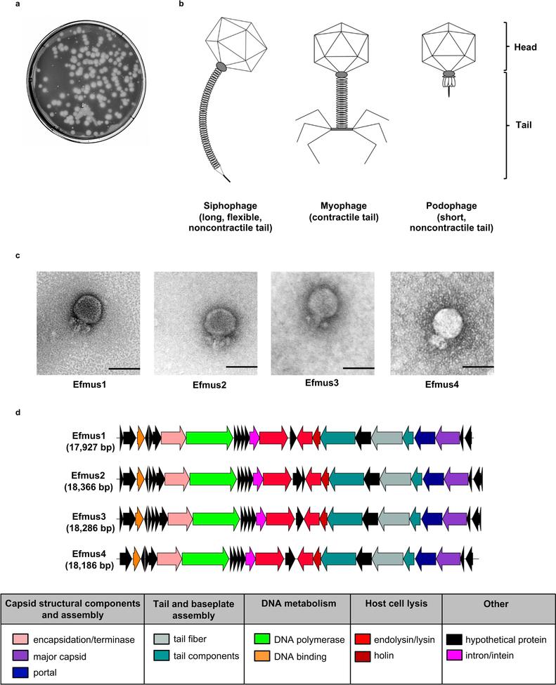 https://cdn.ncbi.nlm.nih.gov/pmc/blobs/113d/6872939/632ed68a2dd3/nihms-1540838-f0008.jpg