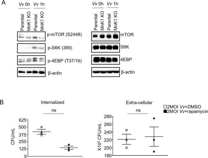 https://cdn.ncbi.nlm.nih.gov/pmc/blobs/113f/11302032/c4e069d98b21/spectrum.03340-23.f005.jpg