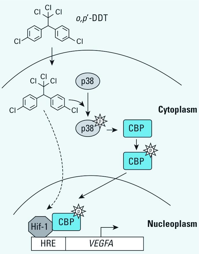 https://cdn.ncbi.nlm.nih.gov/pmc/blobs/1140/3440107/246cc0a2fc55/ehp.1104296.g006.jpg
