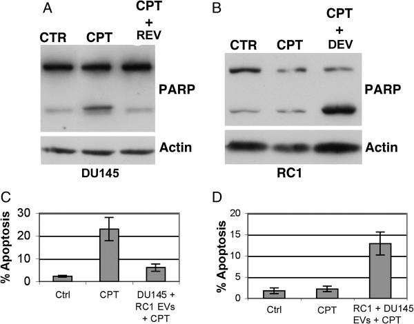 https://cdn.ncbi.nlm.nih.gov/pmc/blobs/1140/3851868/b251fe7f76c0/1476-4598-12-118-1.jpg